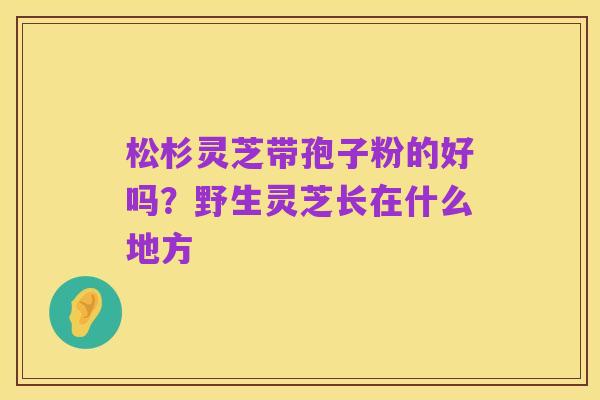 松杉灵芝带孢子粉的好吗?野生灵芝长在什么地方