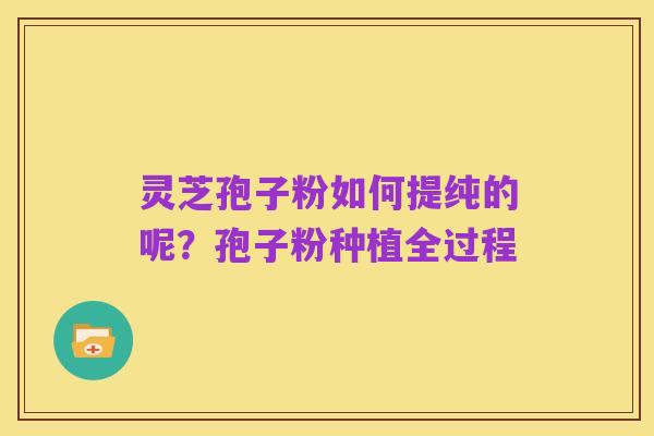 灵芝孢子粉如何提纯的呢?孢子粉种植全过程