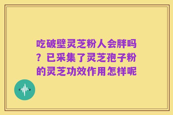 吃破壁灵芝粉人会胖吗?已采集了灵芝孢子粉的灵芝功效作用怎样呢