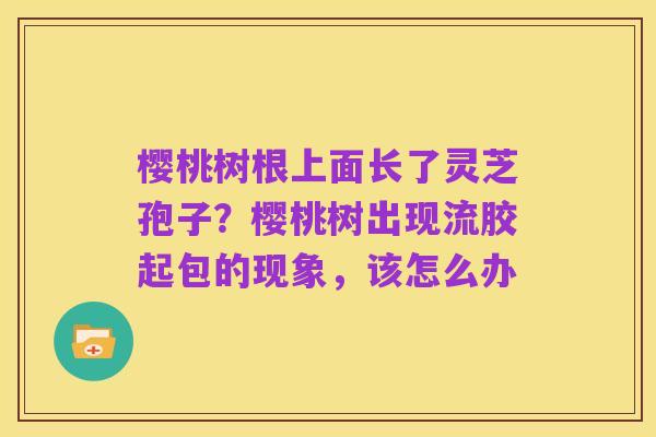 樱桃树根上面长了灵芝孢子?樱桃树出现流胶起包的现象,该怎么办