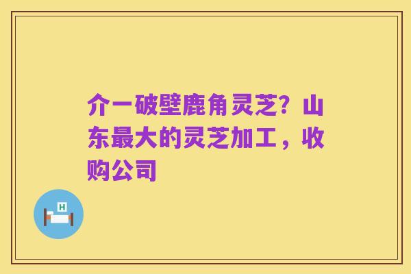 介一破壁鹿角灵芝？山东最大的灵芝加工，收购公司