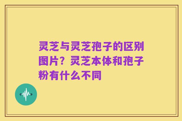 灵芝与灵芝孢子的区别图片？灵芝本体和孢子粉有什么不同
