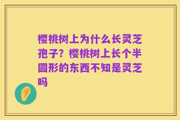 樱桃树上为什么长灵芝孢子?樱桃树上长个半圆形的东西不知是灵芝吗
