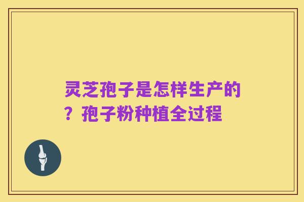 灵芝孢子是怎样生产的？孢子粉种植全过程