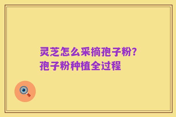 灵芝怎么采摘孢子粉？孢子粉种植全过程