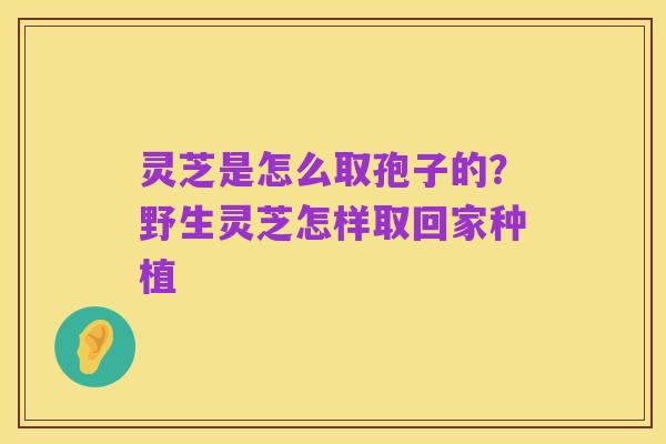 灵芝是怎么取孢子的?野生灵芝怎样取回家种植