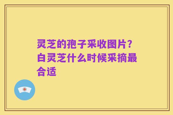 灵芝的孢子采收图片？白灵芝什么时候采摘最合适