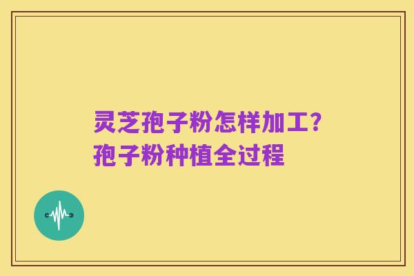灵芝孢子粉怎样加工？孢子粉种植全过程