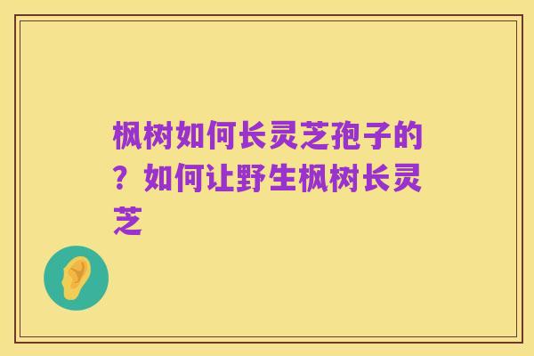 枫树如何长灵芝孢子的?如何让野生枫树长灵芝
