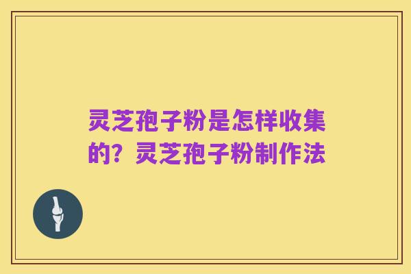 灵芝孢子粉是怎样收集的?灵芝孢子粉制作法
