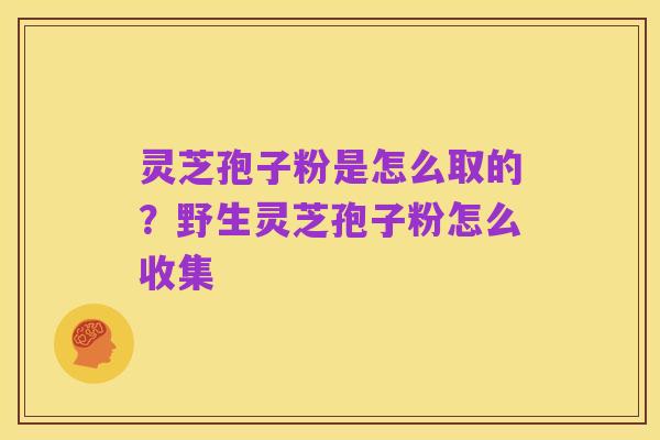 灵芝孢子粉是怎么取的？野生灵芝孢子粉怎么收集
