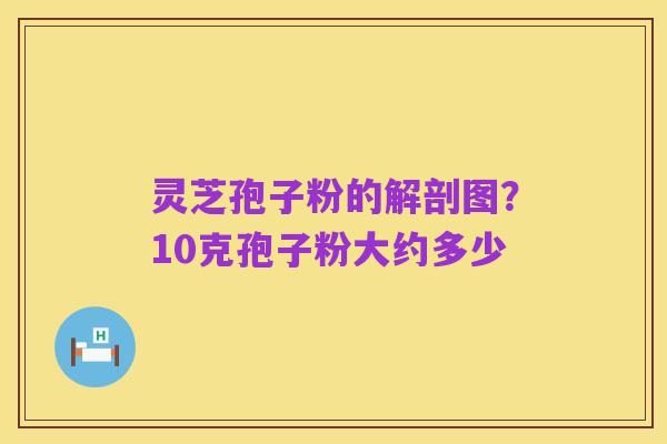 灵芝孢子粉的解剖图?10克孢子粉大约多少