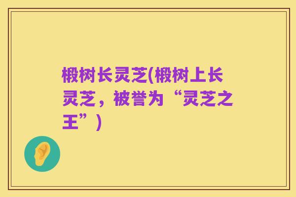 椴树长灵芝(椴树上长灵芝,被誉为“灵芝之王”)