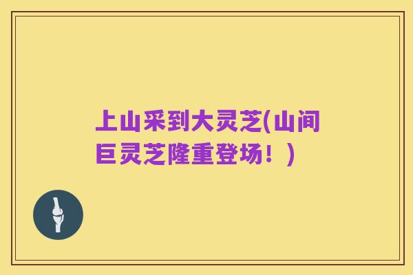 上山采到大灵芝(山间巨灵芝隆重登场!)