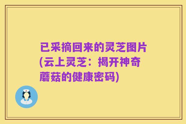 已采摘回来的灵芝图片(云上灵芝：揭开神奇蘑菇的健康密码)