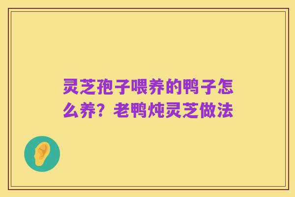 灵芝孢子喂养的鸭子怎么养?老鸭炖灵芝做法