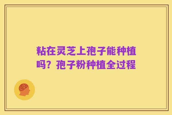 粘在灵芝上孢子能种植吗?孢子粉种植全过程
