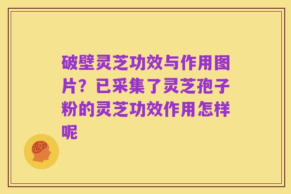 破壁灵芝功效与作用图片?已采集了灵芝孢子粉的灵芝功效作用怎样呢