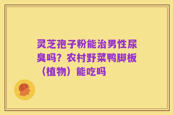 灵芝孢子粉能治男性尿臭吗?农村野菜鸭脚板(植物)能吃吗