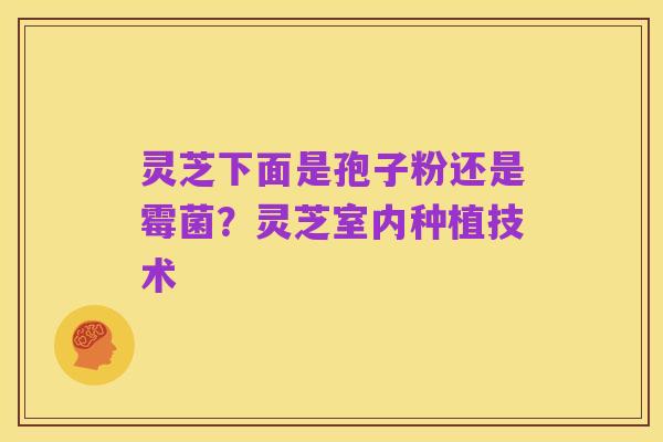 灵芝下面是孢子粉还是霉菌？灵芝室内种植技术