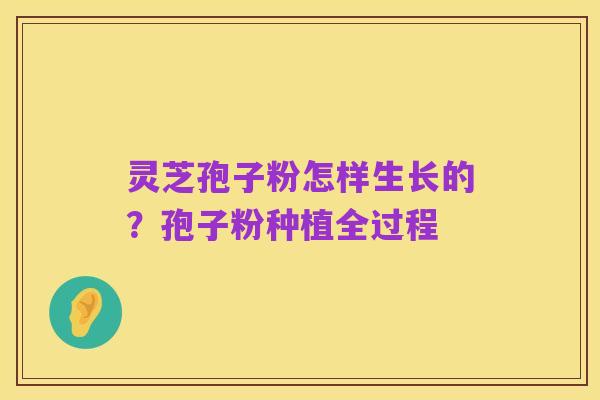 灵芝孢子粉怎样生长的?孢子粉种植全过程