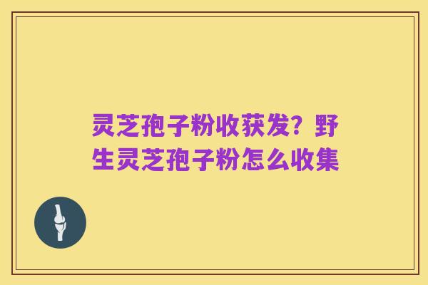 灵芝孢子粉收获发?野生灵芝孢子粉怎么收集
