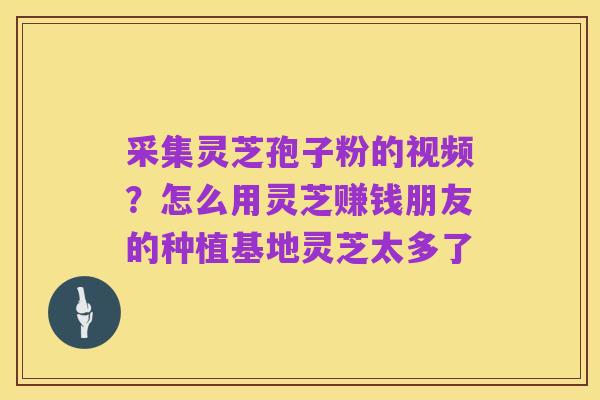 采集灵芝孢子粉的视频?怎么用灵芝赚钱朋友的种植基地灵芝太多了