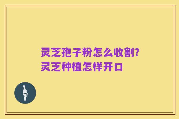 灵芝孢子粉怎么收割?灵芝种植怎样开口