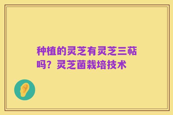 种植的灵芝有灵芝三萜吗?灵芝菌栽培技术