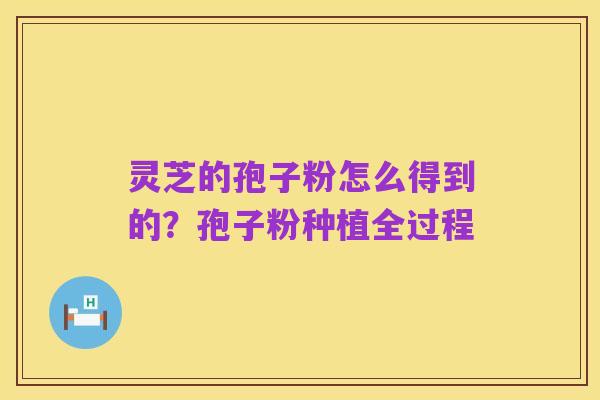 灵芝的孢子粉怎么得到的?孢子粉种植全过程