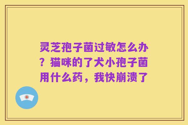 灵芝孢子菌过敏怎么办？猫咪的了犬小孢子菌用什么药，我快崩溃了