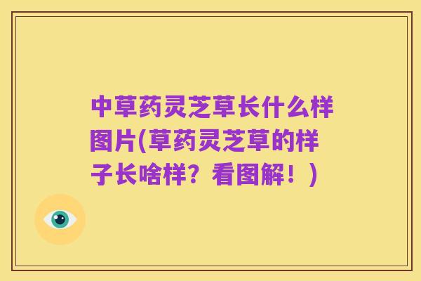 中草药灵芝草长什么样图片(草药灵芝草的样子长啥样?看图解!)