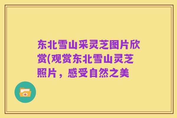 东北雪山采灵芝图片欣赏(观赏东北雪山灵芝照片,感受自然之美