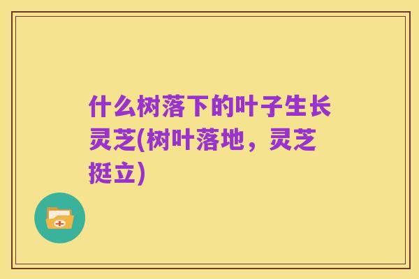 什么树落下的叶子生长灵芝(树叶落地,灵芝挺立)