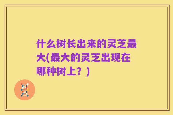 什么树长出来的灵芝最大(最大的灵芝出现在哪种树上?)
