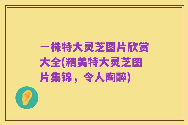一株特大灵芝图片欣赏大全(精美特大灵芝图片集锦,令人陶醉)