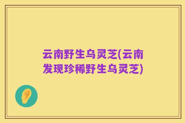 云南野生乌灵芝(云南发现珍稀野生乌灵芝)