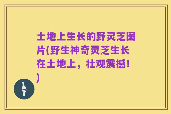 土地上生长的野灵芝图片(野生神奇灵芝生长在土地上,壮观震撼!)