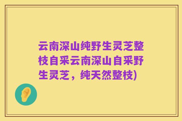 云南深山纯野生灵芝整枝自采云南深山自采野生灵芝,纯天然整枝)