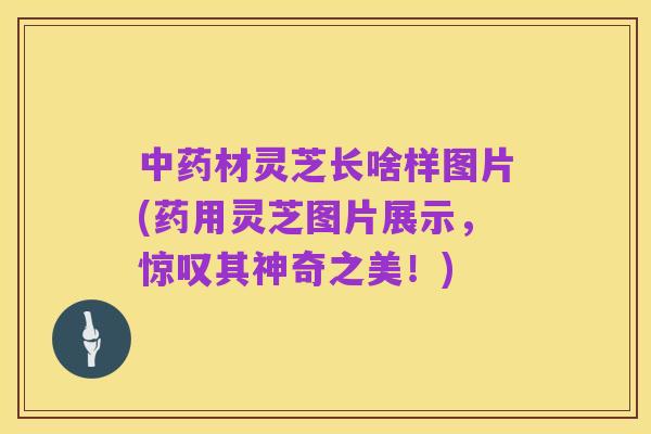 中药材灵芝长啥样图片(药用灵芝图片展示,惊叹其神奇之美!)