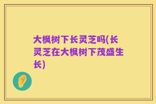 大枫树下长灵芝吗(长灵芝在大枫树下茂盛生长)