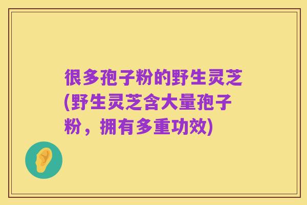 很多孢子粉的野生灵芝(野生灵芝含大量孢子粉，拥有多重功效)