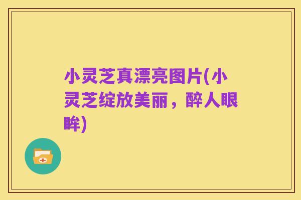小灵芝真漂亮图片(小灵芝绽放美丽,醉人眼眸)
