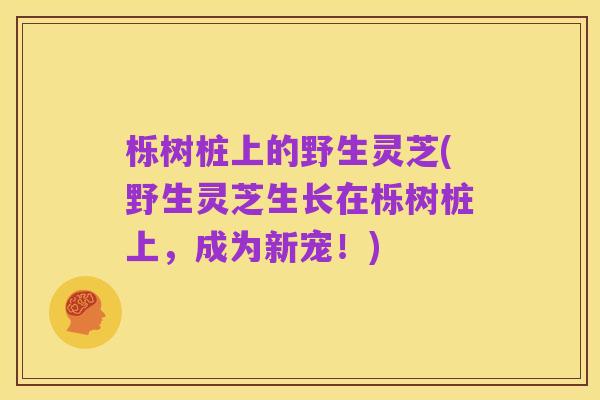 栎树桩上的野生灵芝(野生灵芝生长在栎树桩上,成为新宠!)