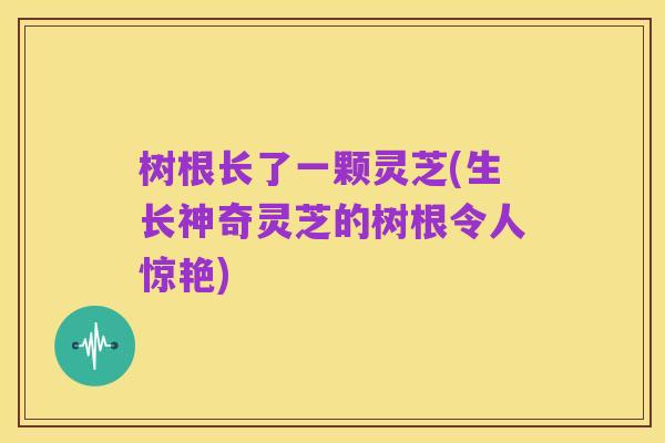 树根长了一颗灵芝(生长神奇灵芝的树根令人惊艳)