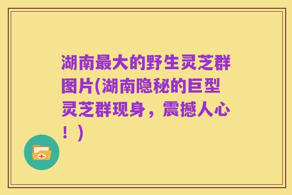 湖南最大的野生灵芝群图片(湖南隐秘的巨型灵芝群现身,震撼人心!)