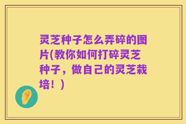 灵芝种子怎么弄碎的图片(教你如何打碎灵芝种子,做自己的灵芝栽培!)