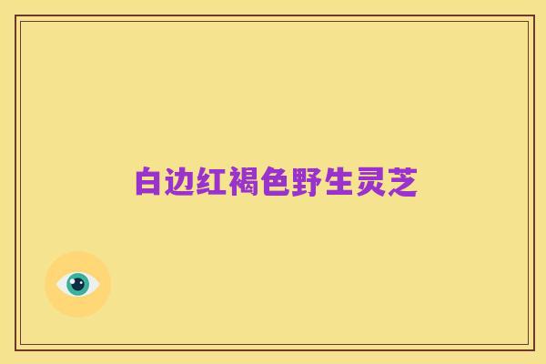 白边红褐色野生灵芝