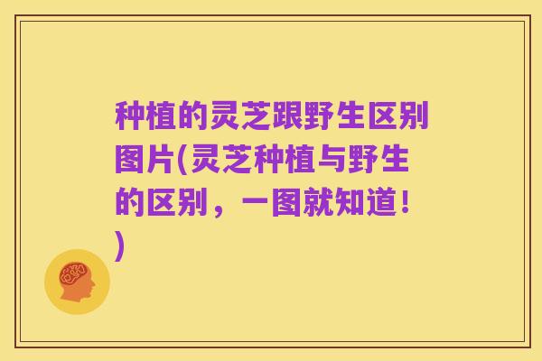 种植的灵芝跟野生区别图片(灵芝种植与野生的区别,一图就知道!)