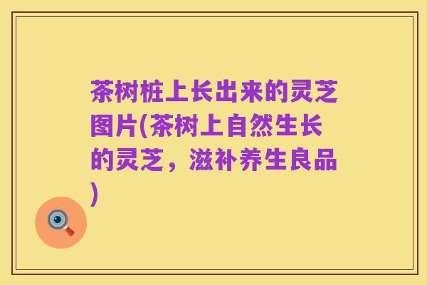 茶树桩上长出来的灵芝图片(茶树上自然生长的灵芝,滋补养生良品)